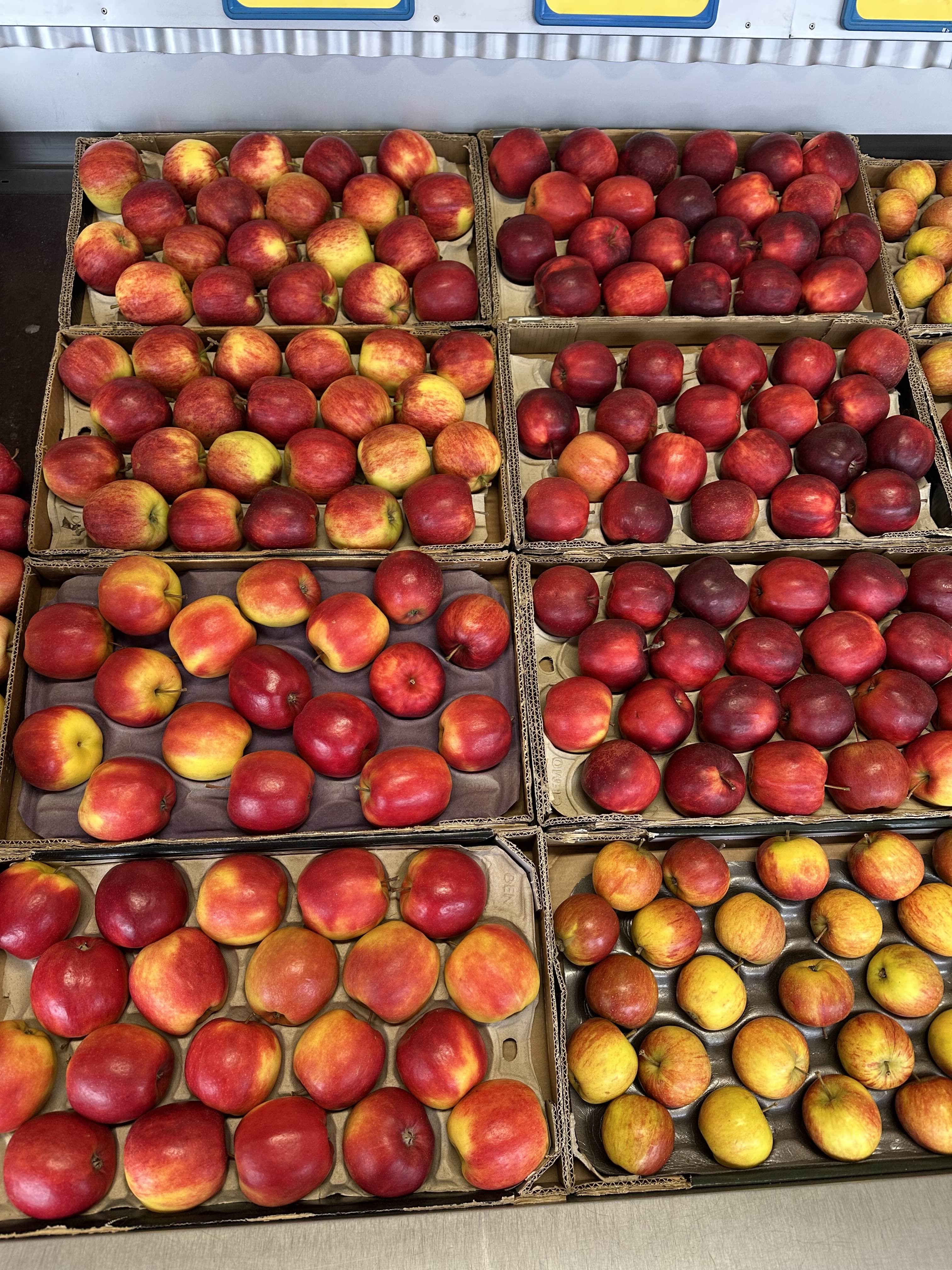 Lollipop Frukt sortiment 16